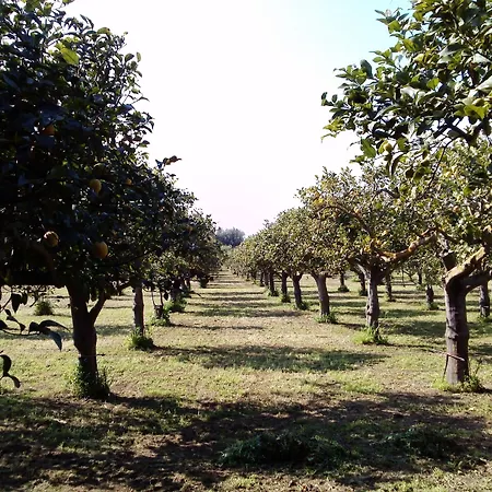 Felicia 3* ノート